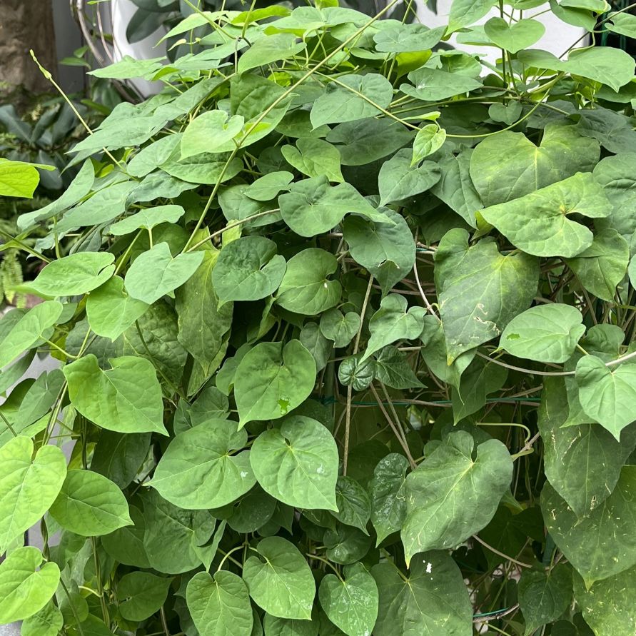 ヤライコウ:蔓と葉 / Night-fragrant Flower - Vines and leaves