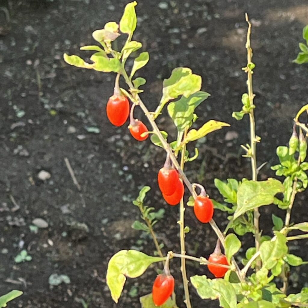 クコ：液果 ／ Chinese Wolfberry - Berries