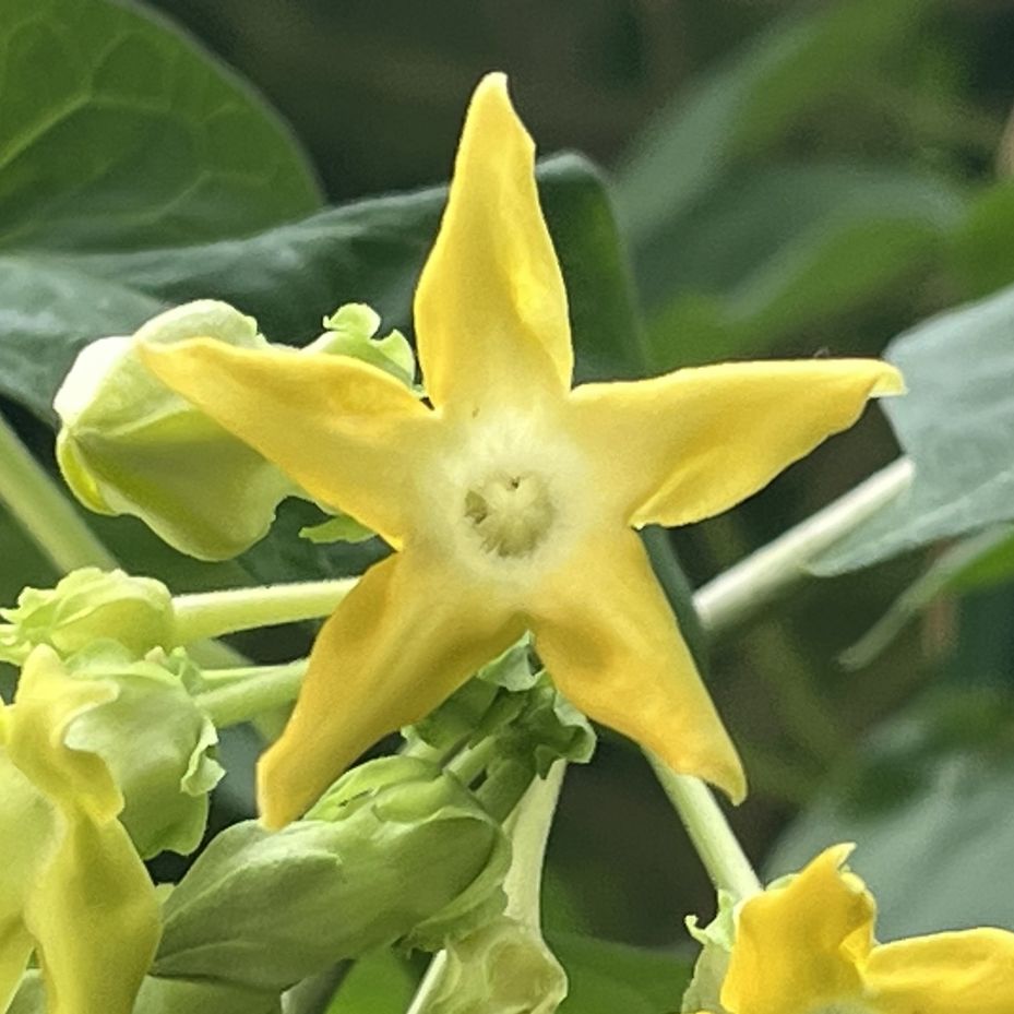 ヤライコウ:花を正面から / Night-fragrant Flower - Flower from the front