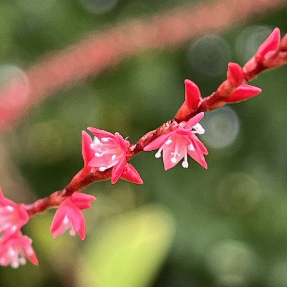 ミズヒキ:花を近くから /Jumpseed -Flowers from up close