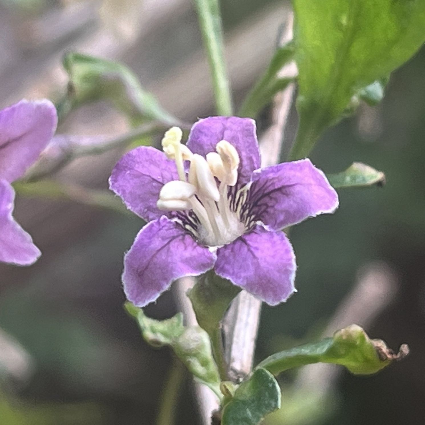 クコ / Chinese Wolfberry