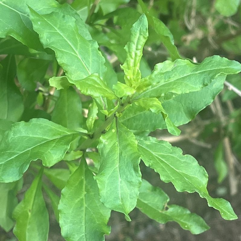 クコ：葉 ／ Chinese Wolfberry - Leaves