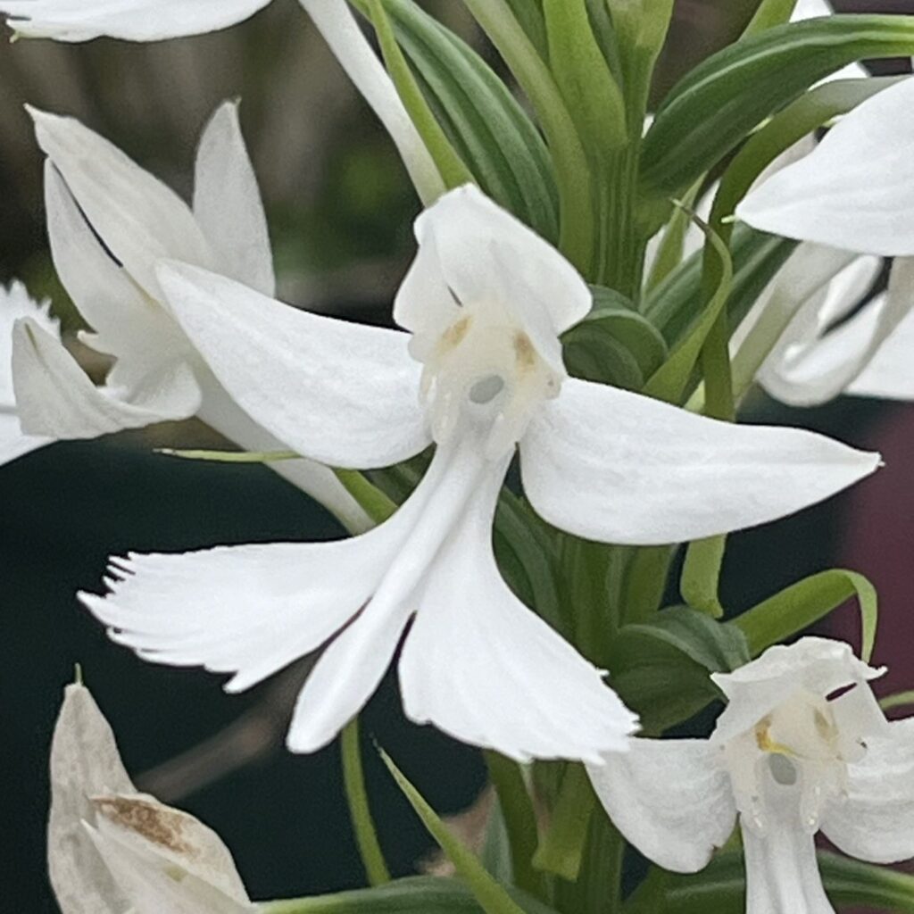 ダイサギソウ:花を斜めから / Large Egret Orchid - Flower from an angle