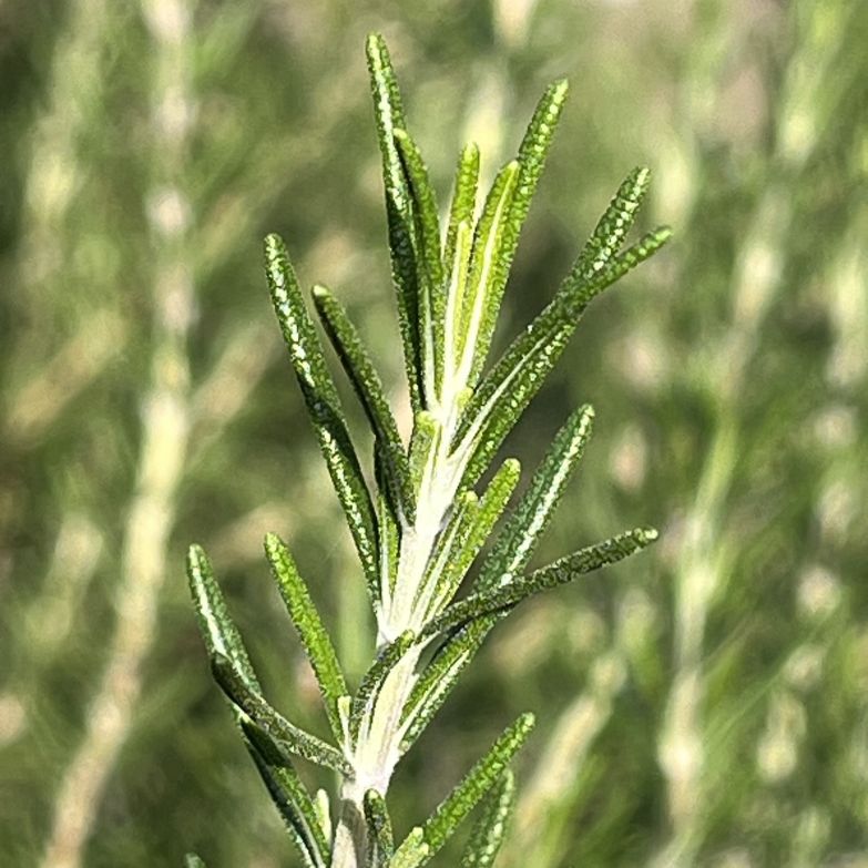 マンネンロウ：葉 ／ Rosemary - Leaves