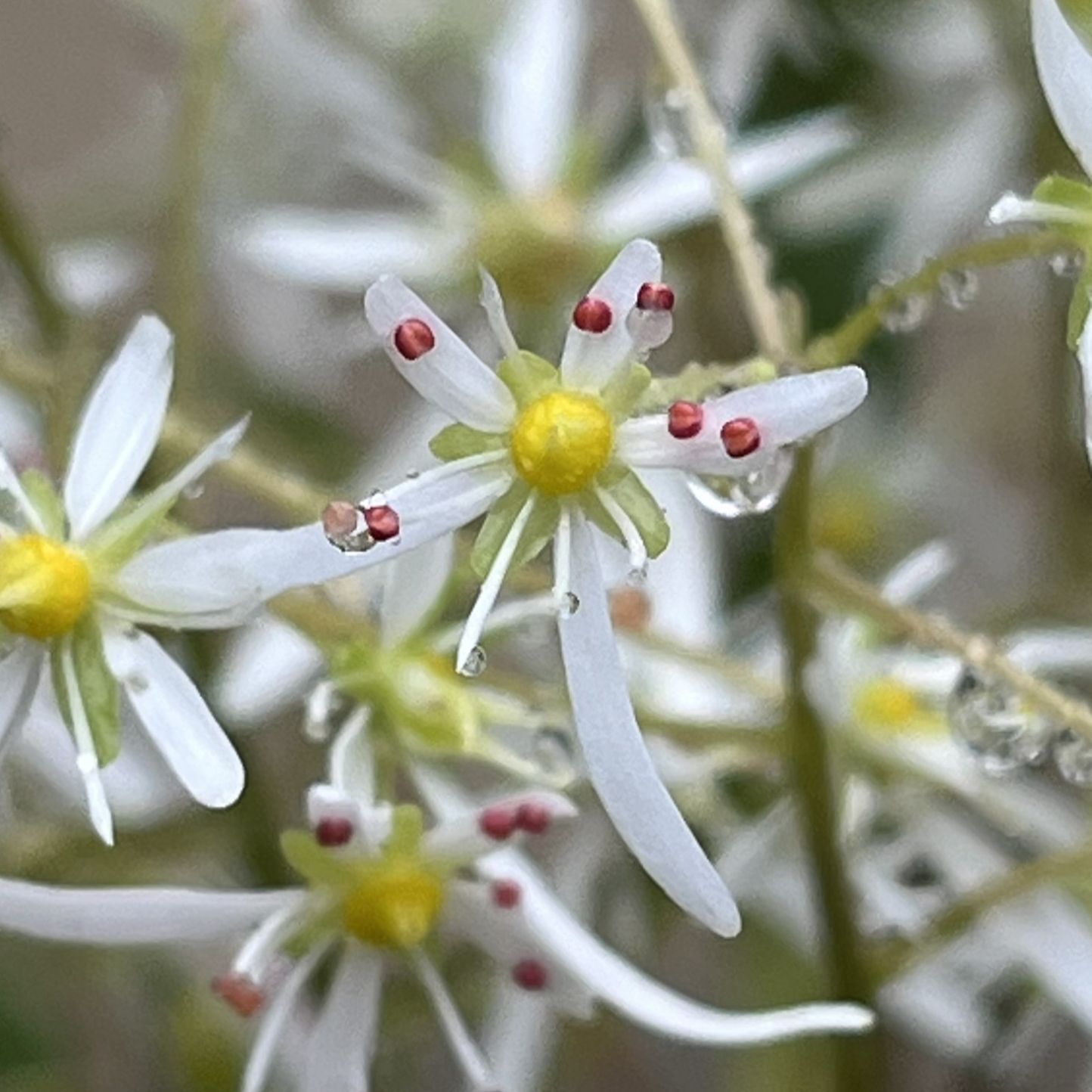 ダイモンジソウ / Saxifraga fortunei