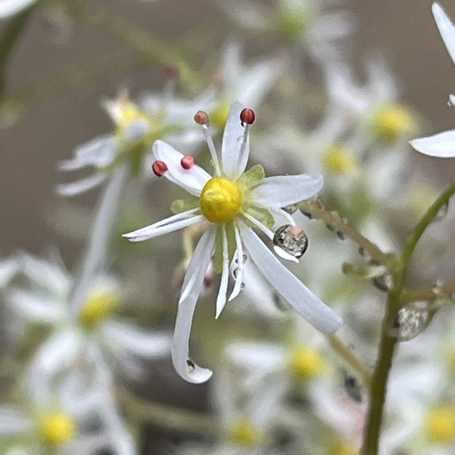 ダイモンジソウ：花を斜めから ／ Saxifraga fortunei - Flower from an angle