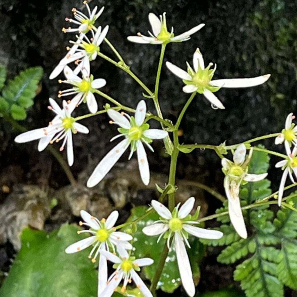 ダイモンジソウ：花々 ／ Saxifraga fortunei - Flowers