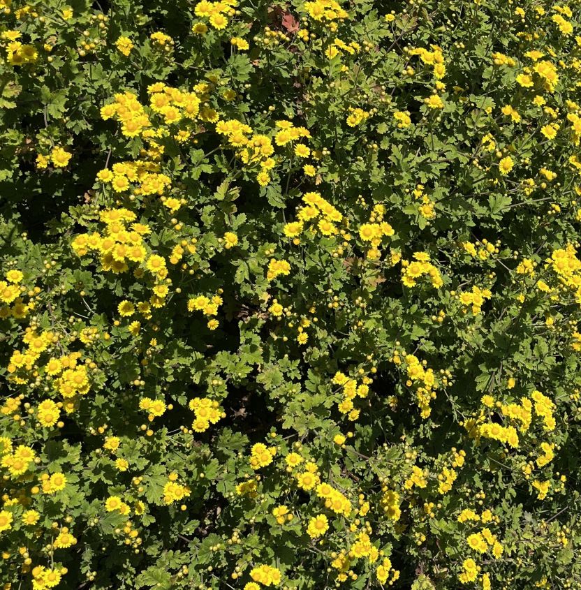 シマカンギク:群生 / Indian Chrysanthemum - Clusters