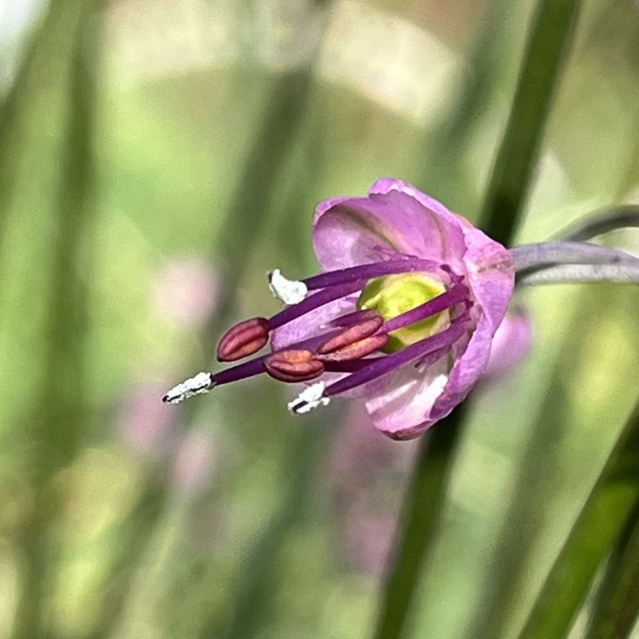 ラッキョウ:花を横から / Rakkyo - A flower from the side