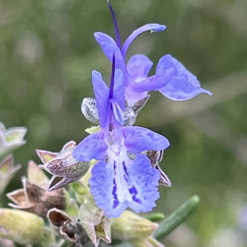 マンネンロウ：青紫色の花 ／ Rosemary - Violet flower
