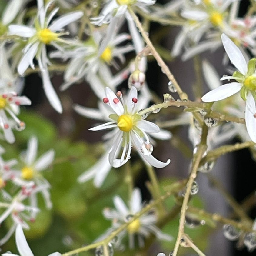 ダイモンジソウ：花 ／ Saxifraga fortunei - Flower