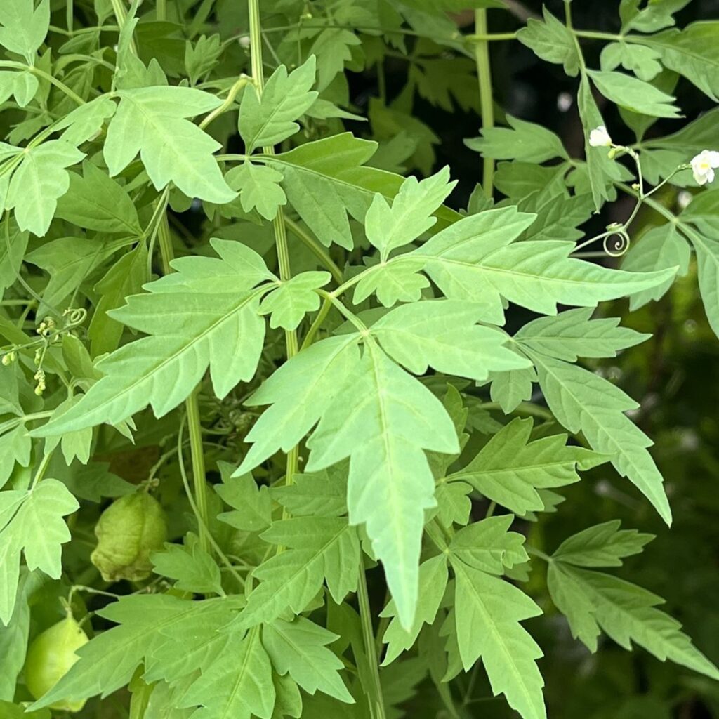 フウセンカズラ：葉 ／ Balloon Vine - Leaves