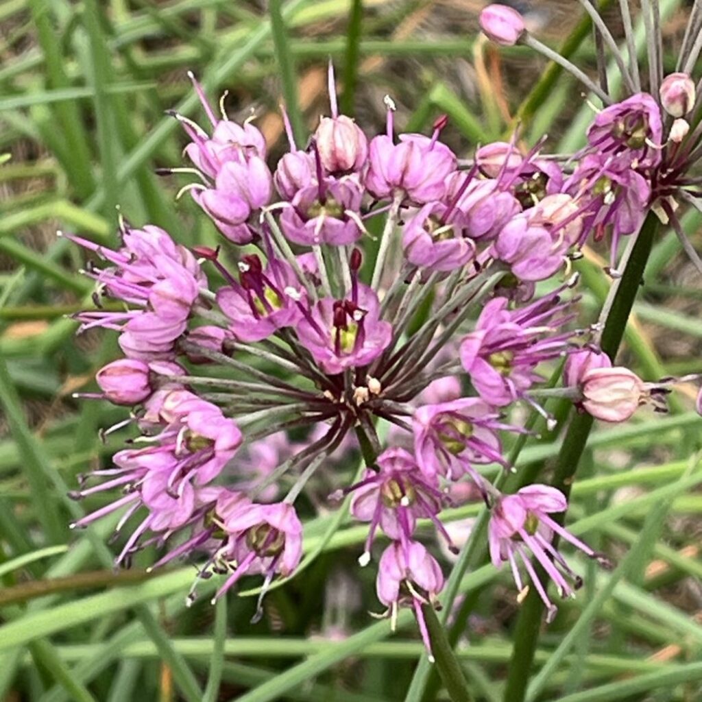 ラッキョウ:花序 / Rakkyo - Inflorescence