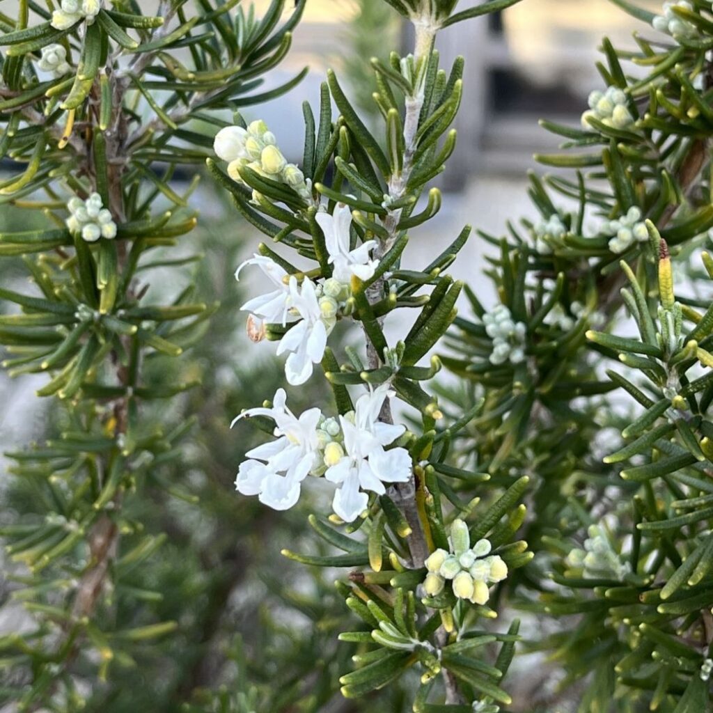 マンネンロウ：白色の花 ／ Rosemary - White flowers
