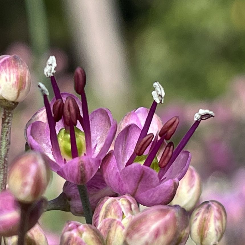ラッキョウ:花々を横から / Rakkyo - Flowers from the side