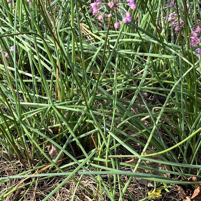 ラッキョウ:葉 / Rakkyo - Leaves