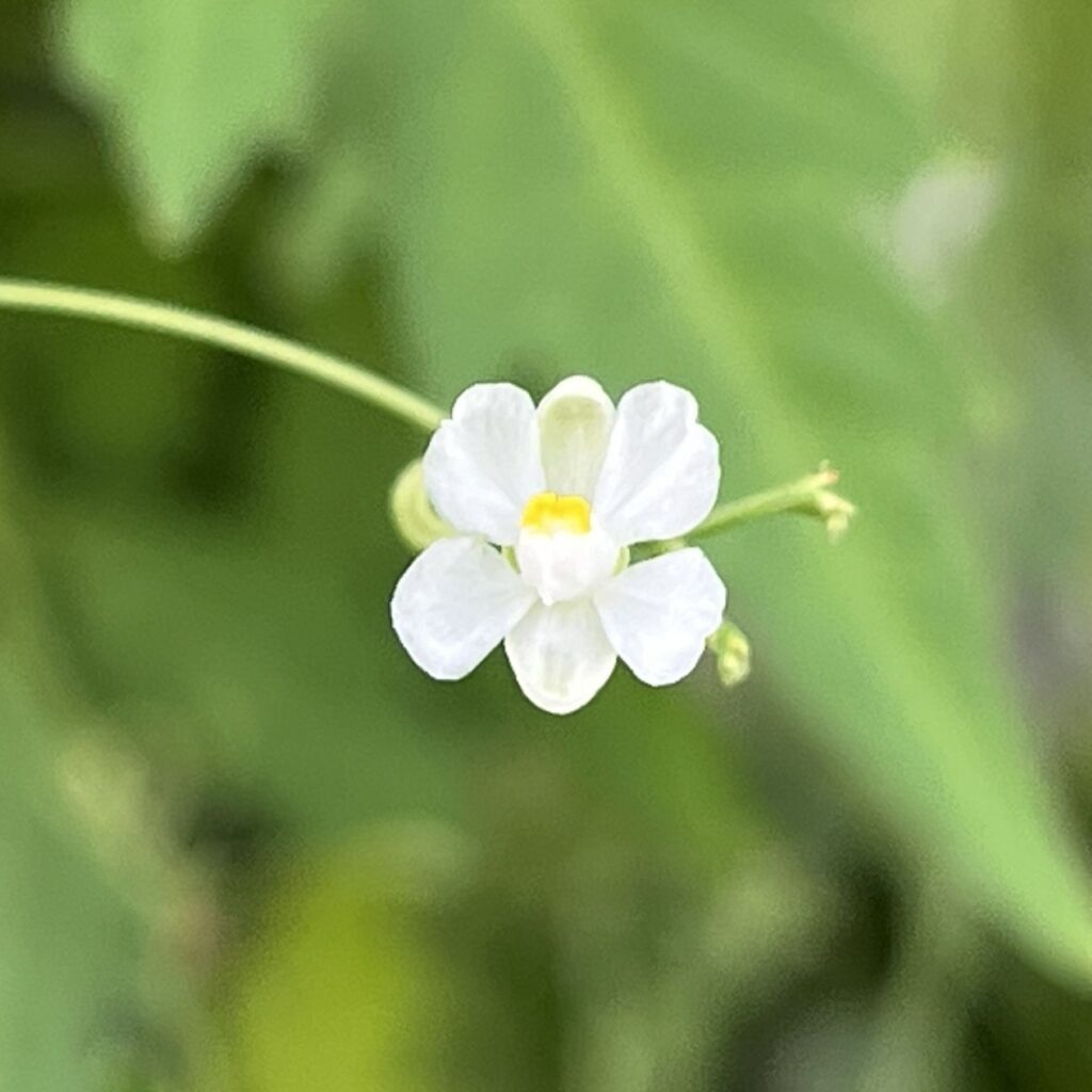 フウセンカズラ:花を正面から / Balloon Vine - Flower from the front