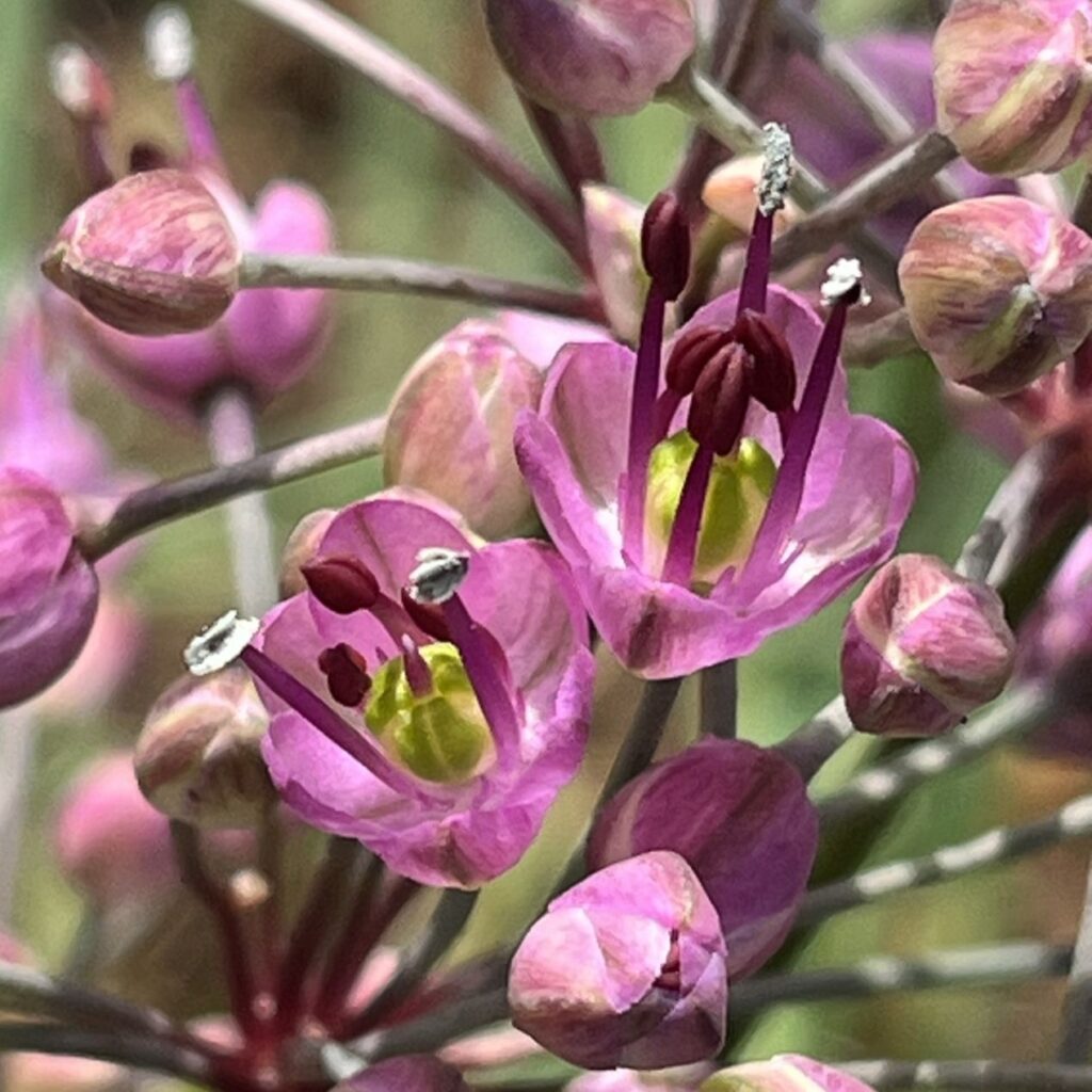 ラッキョウ:花々を上から / Rakkyo - Flowers from above