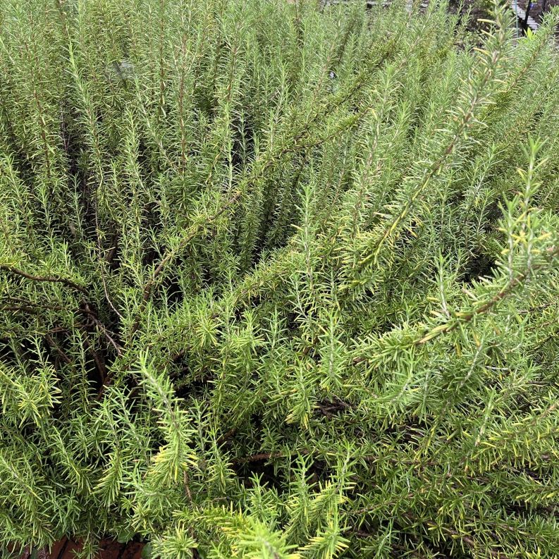 マンネンロウ：全体 ／ Rosemary - Whole plant