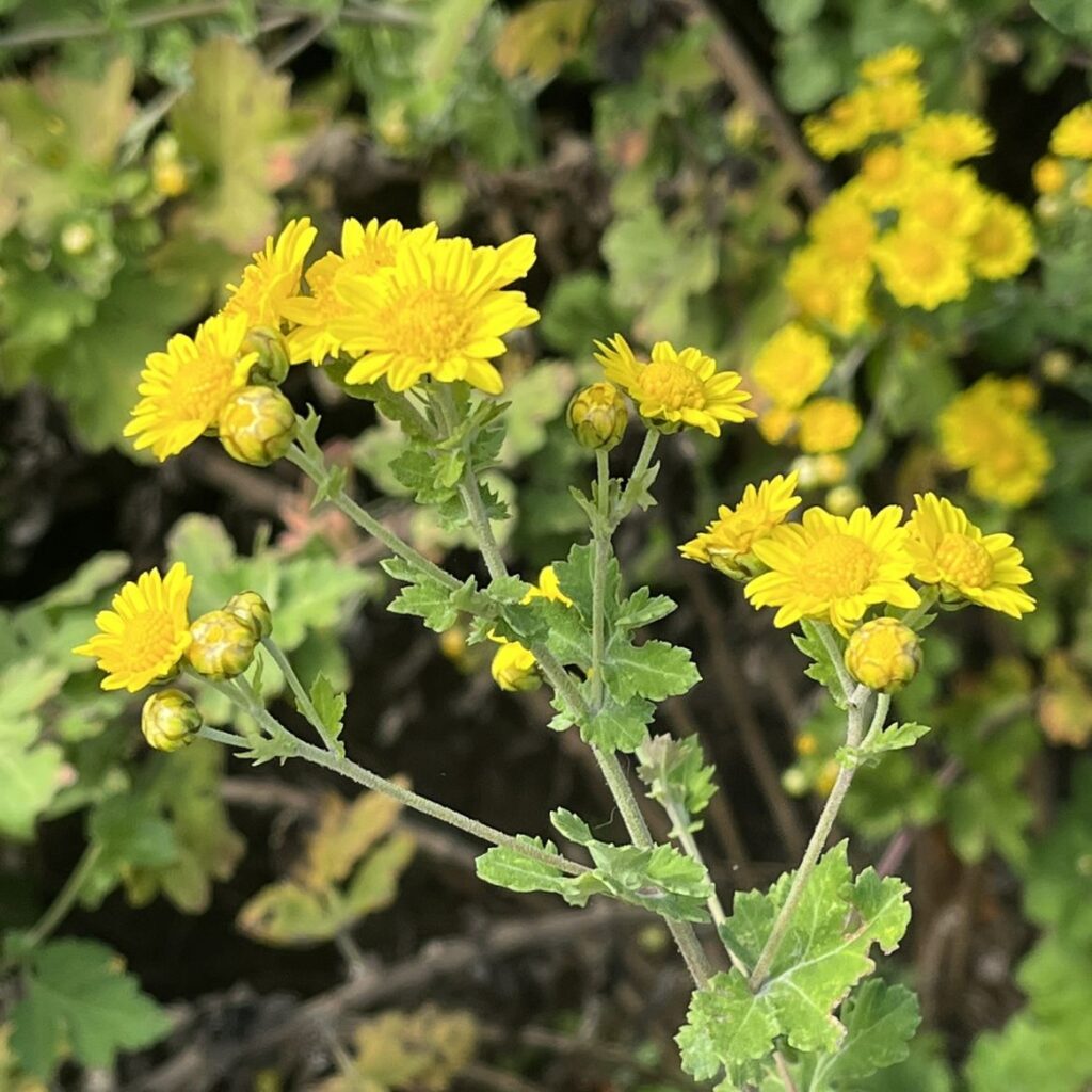 シマカンギク:茎と葉と花 / Indian Chrysanthemum - Stems, leaves and flowers