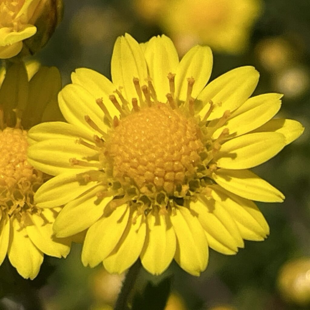 シマカンギク:花 / Indian Chrysanthemum - Flower