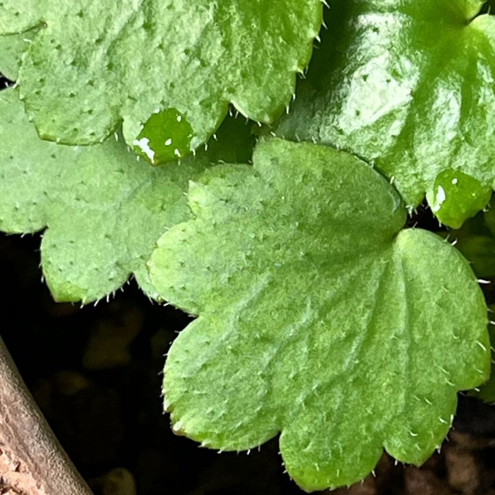 ダイモンジソウ：葉 ／ Saxifraga fortunei - Leaves