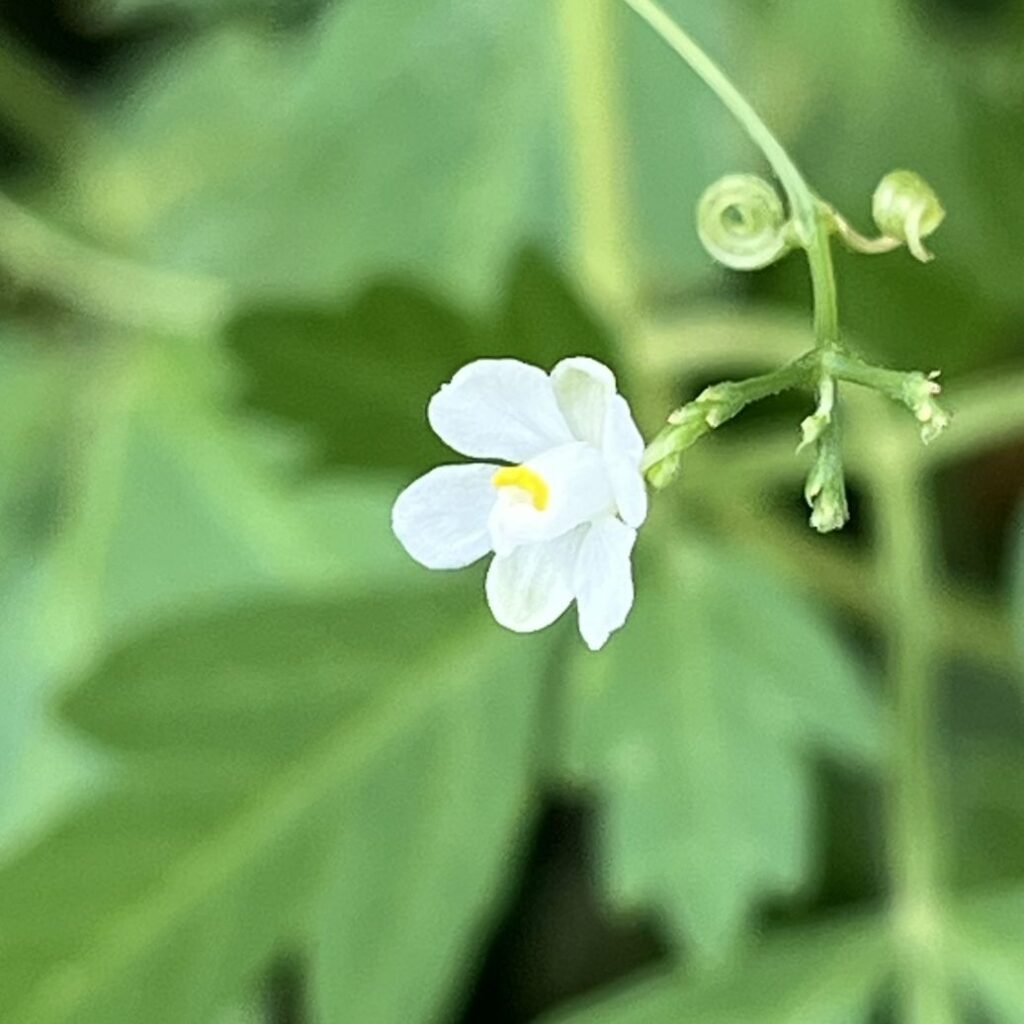 フウセンカズラ:花を側面から / Balloon Vine - Flower from the side