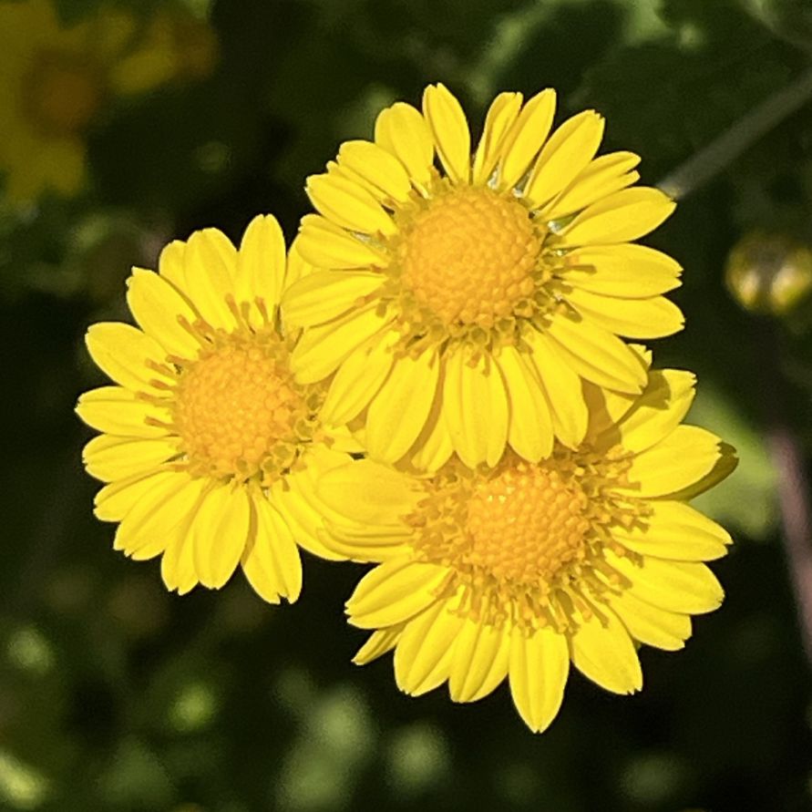 シマカンギク:花々 / Indian Chrysanthemum - Flowers
