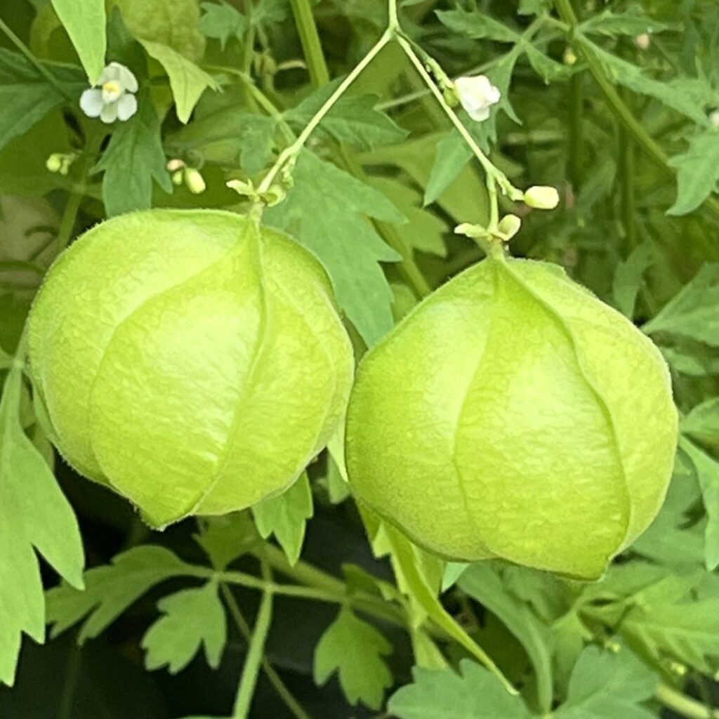 フウセンカズラ:蒴果 / Balloon Vine - Capsules