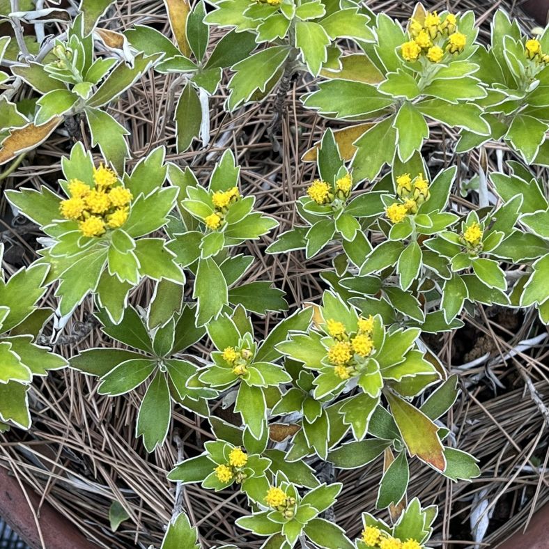 イソギク：植栽 ／ Pacific Chrysanthemum - Planting