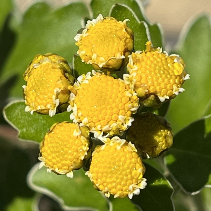 イソギク：開花の途中 ／ Pacific Chrysanthemum - In the middle of flowering