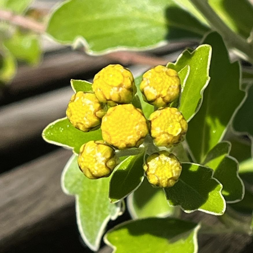 イソギク：開花の始まり ／ Pacific Chrysanthemum - Beginning of flowering