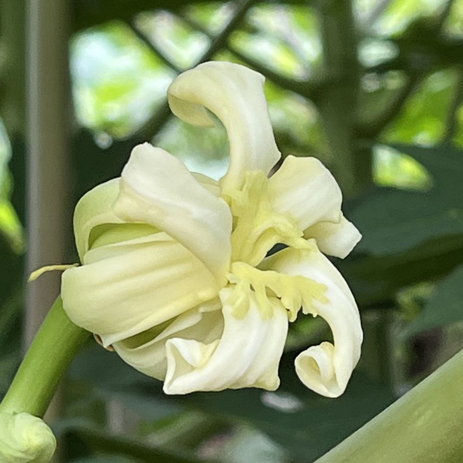 パパイヤ:雌花 / Papaya - Female flower