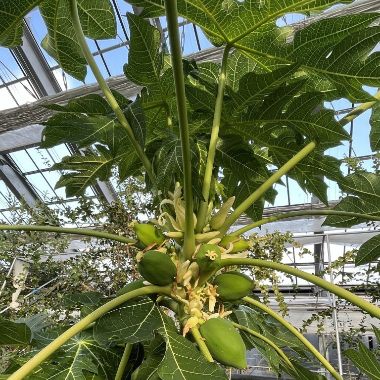 パパイヤ:液果 / Papaya - Berry