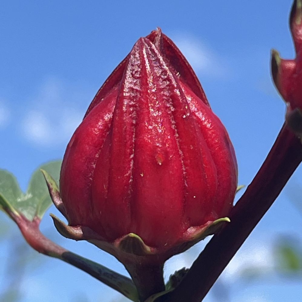 ローゼルソウ：萼 ／ Roselle - Calyx