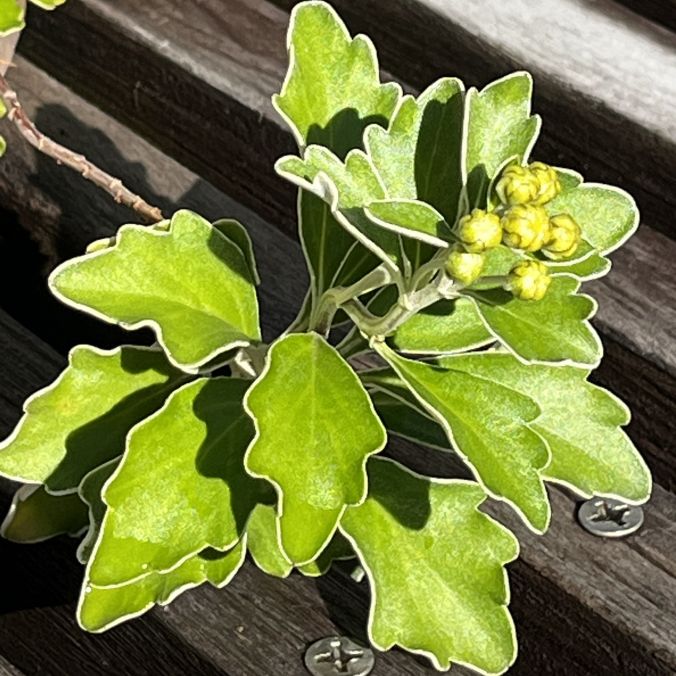 イソギク：全体 ／ Pacific Chrysanthemum - Whole