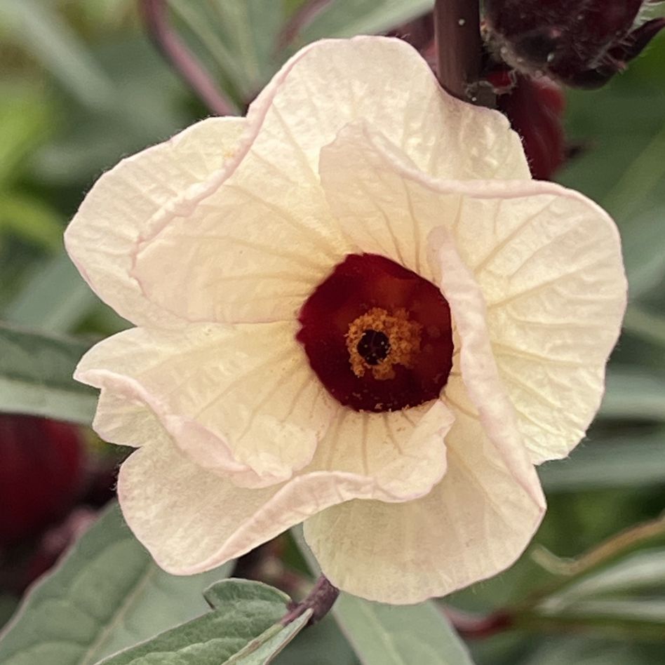 ローゼルソウ：白色の花 ／ Roselle - White flower