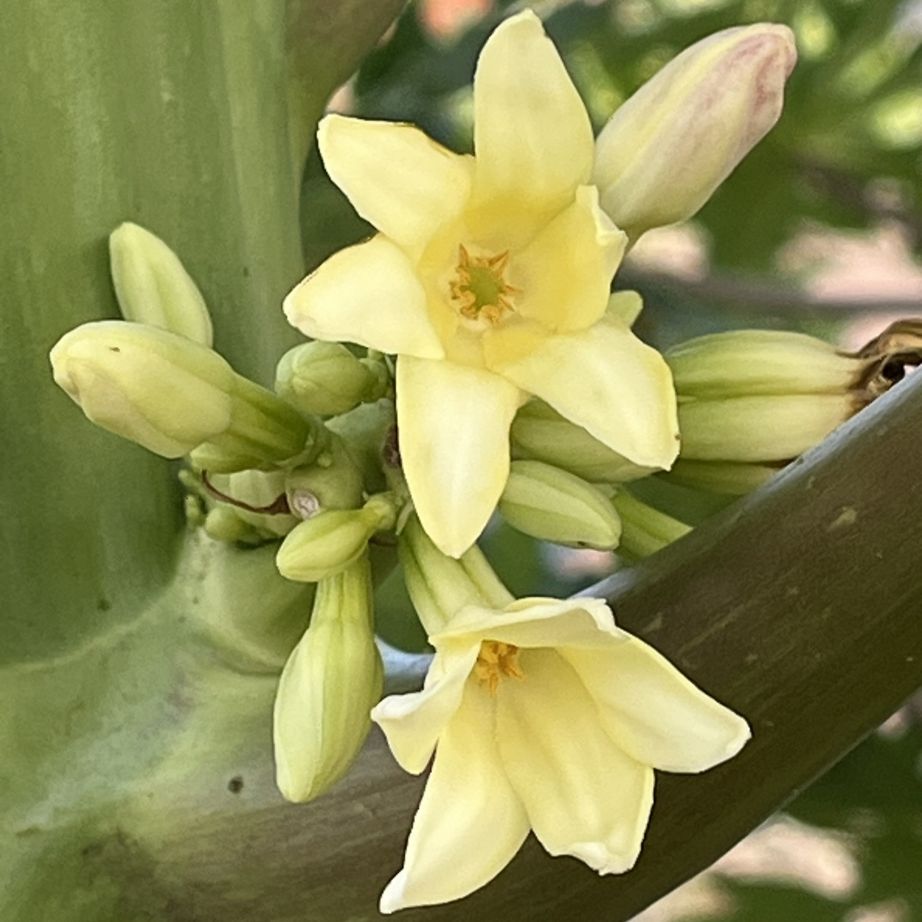 パパイヤ:雄花 / Papaya - Male flower