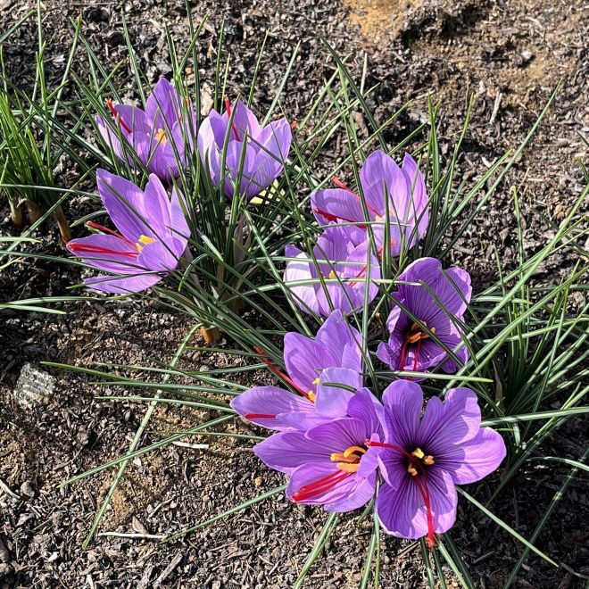 サフラン:花々と葉 / Saffron - Flowers and leaves