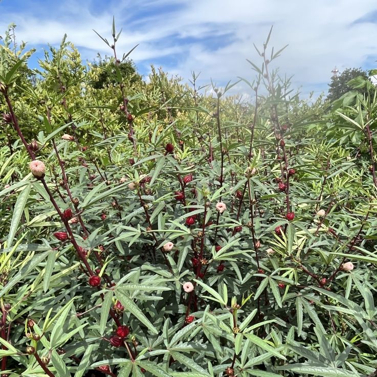 ローゼルソウ：群生 ／ Roselle - Cluster