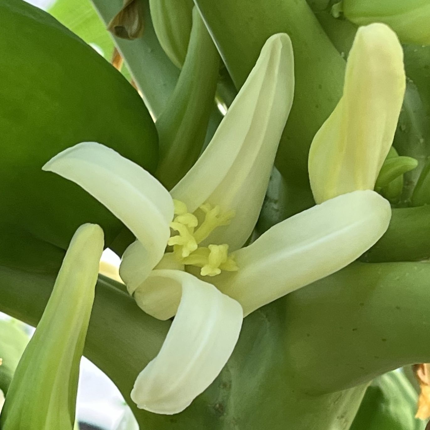 パパイヤ / Papaya