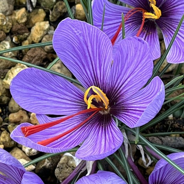 サフラン:花を斜めから / Saffron - Flower from an angle