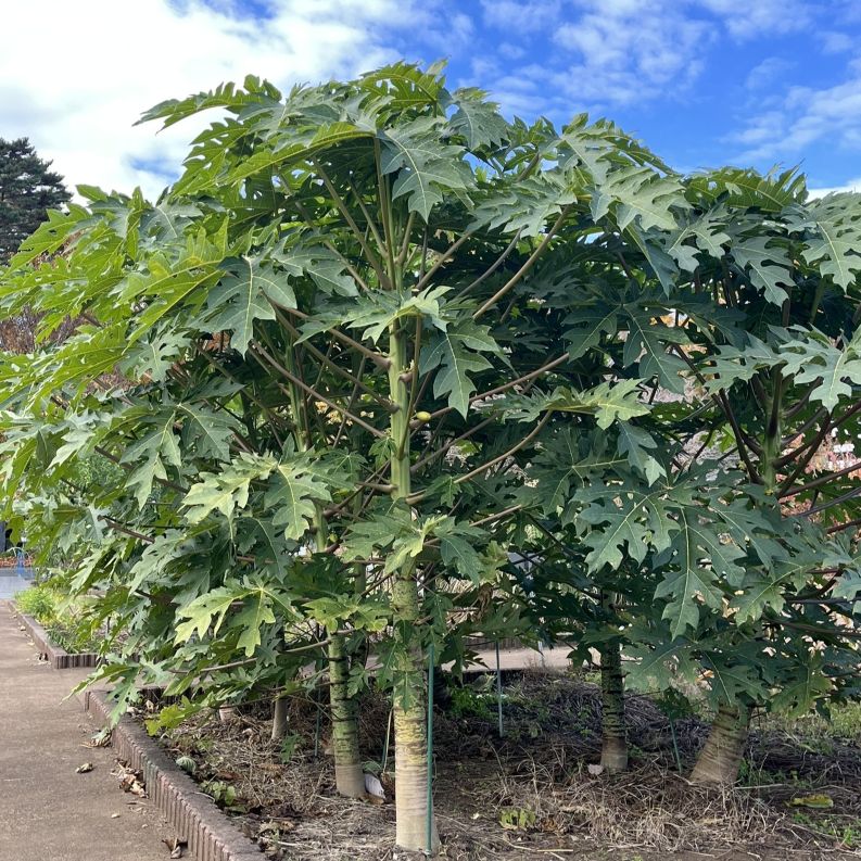 パパイヤ:全体 / Papaya - Whole plant