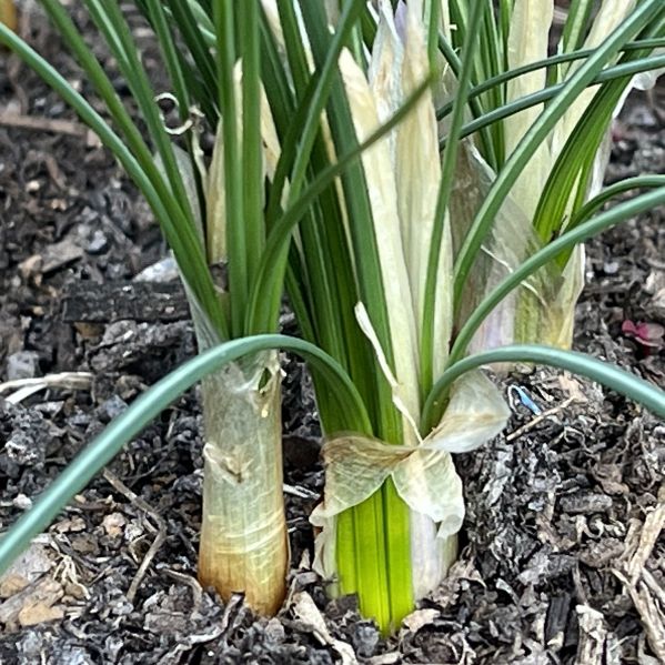 サフラン:地際の葉 / Saffron - Leaves near the ground