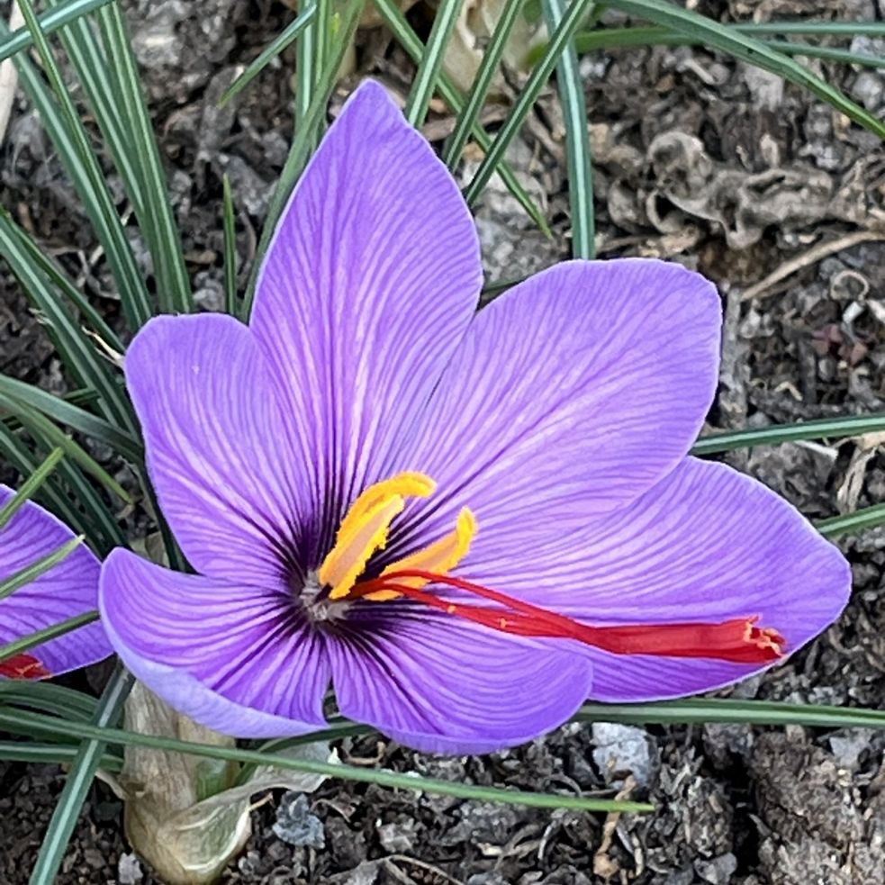 サフラン:花を横から / Saffron - Flower from the side