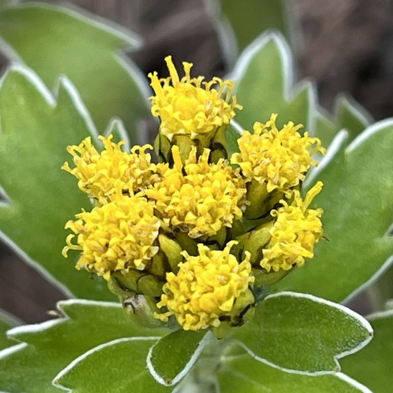 イソギク / Pacific Chrysanthemum