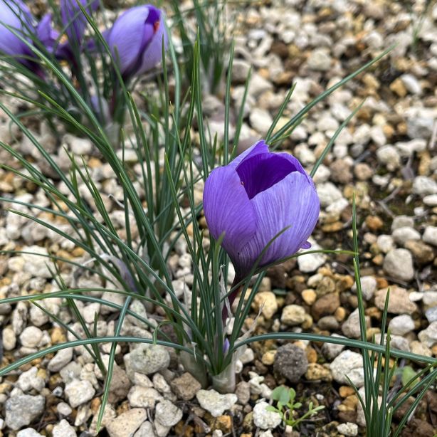 サフラン:花が開く前 / Saffron - Before the flower blooms