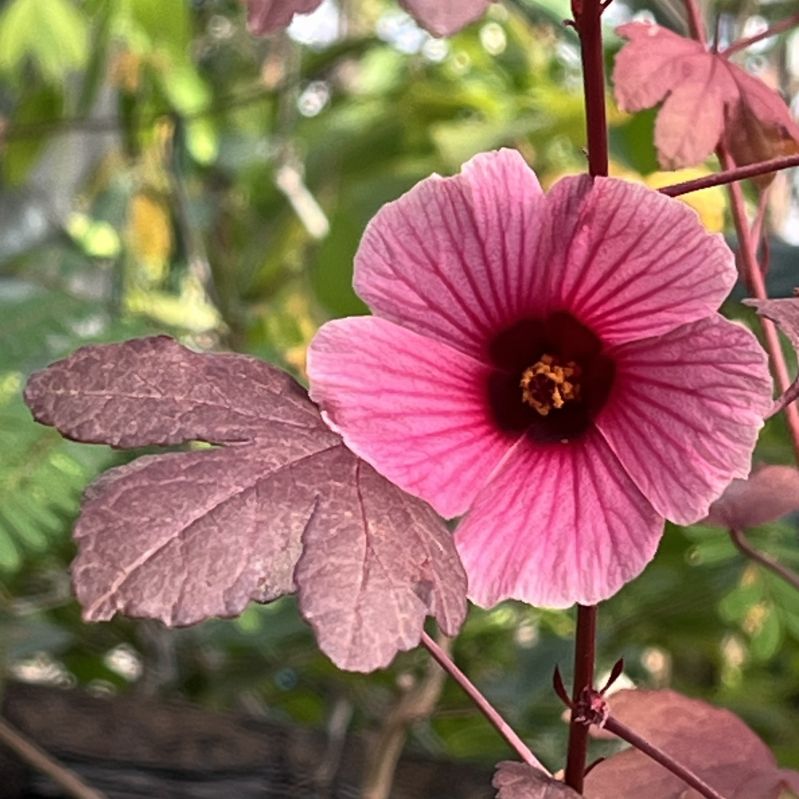 ローゼルソウ：赤紫色の花 ／ Roselle - Purple flower