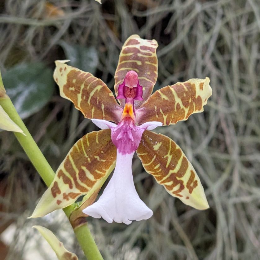 オンシジウム:ハスティラビウム / Oncidium - hastilabium