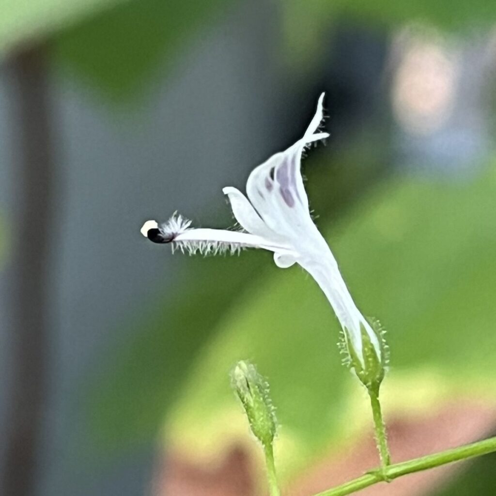 アンドログラフィス：花を側面から ／ King of Bitters - Flower from the side